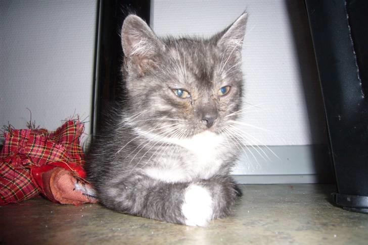 Blanding af racer fået nyt hjem allesammen billede 5