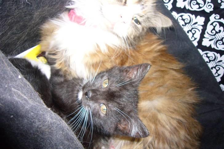 Blanding af racer fået nyt hjem allesammen billede 6