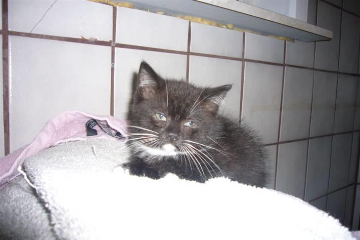 Blanding af racer fået nyt hjem allesammen billede 7