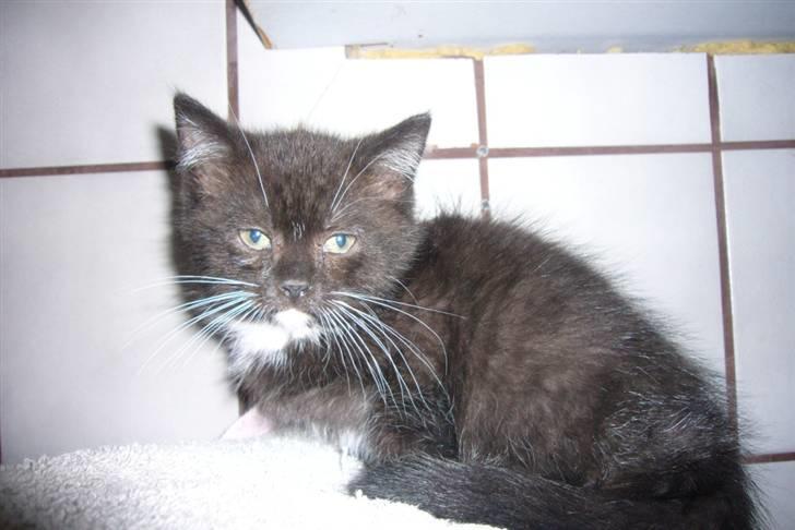 Blanding af racer fået nyt hjem allesammen billede 8