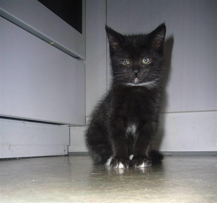 Blanding af racer fået nyt hjem allesammen billede 9