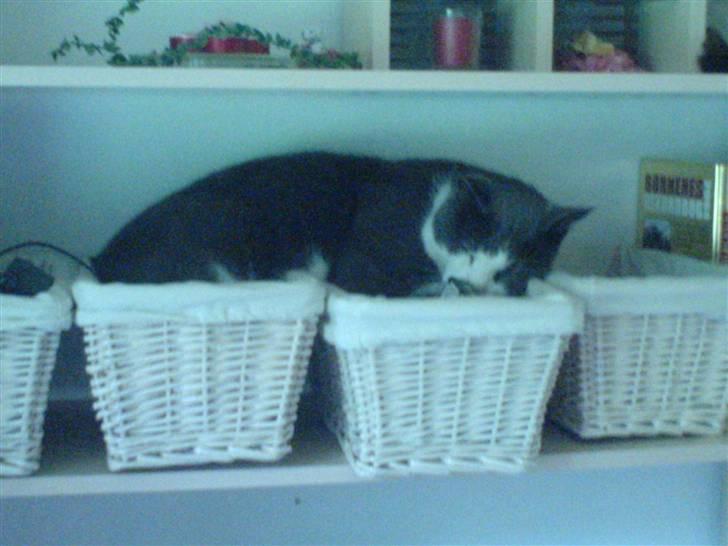 Huskat Krumme (99-09) billede 2