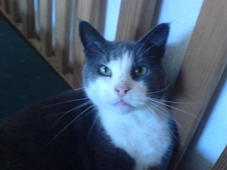 Huskat Krumme (99-09) billede 3