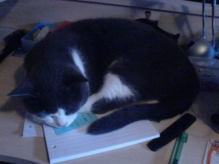 Huskat Krumme (99-09) billede 4