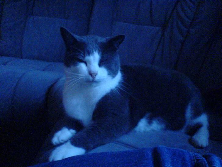 Huskat Krumme (99-09) billede 5