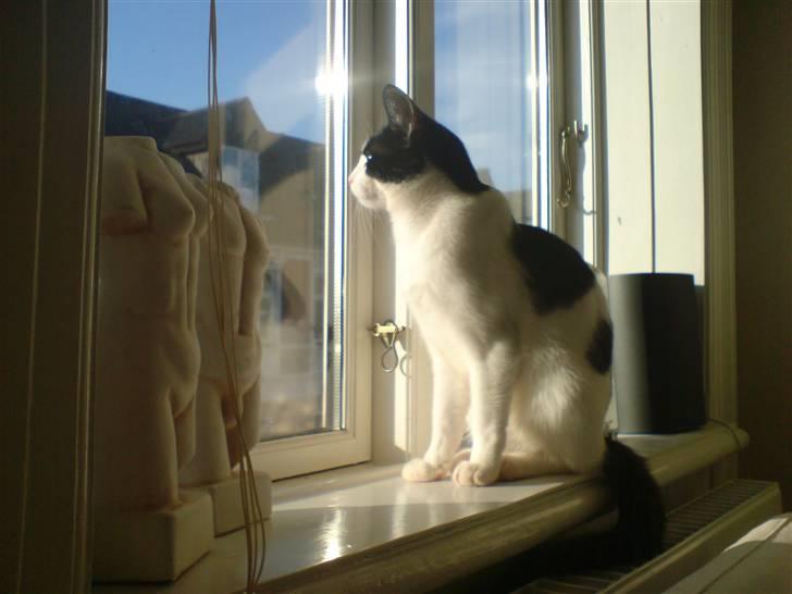 Huskat Balou - Super smukt billede af Balou =)  billede 1