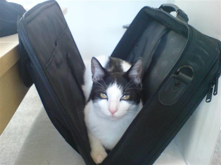 Huskat Balou - Balou the Geek ^^  billede 2