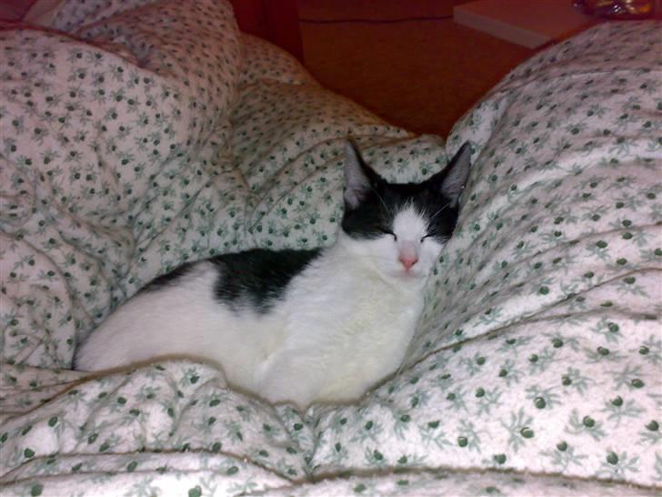 Huskat Balou - Strække ud - Det skal man huske også selvom man sover ! billede 3