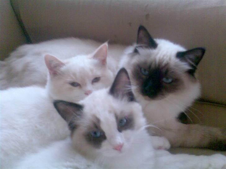 Hellig Birma Morris billede 6