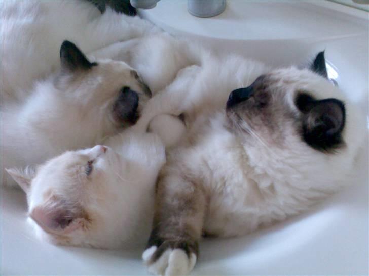 Hellig Birma Morris billede 7