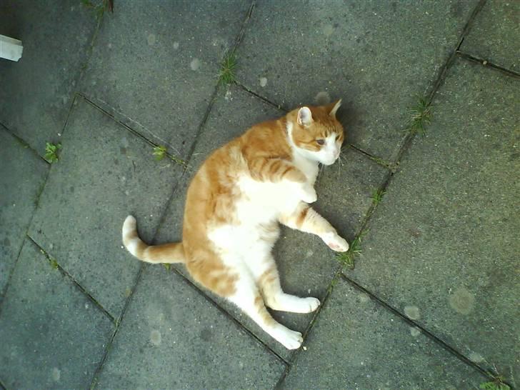 Huskat R.I.P  Orla - her ruller jeg på komando hihi sjovt <,3 billede 1