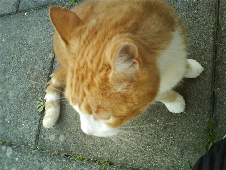 Huskat R.I.P  Orla - her er mit hoved billede 2