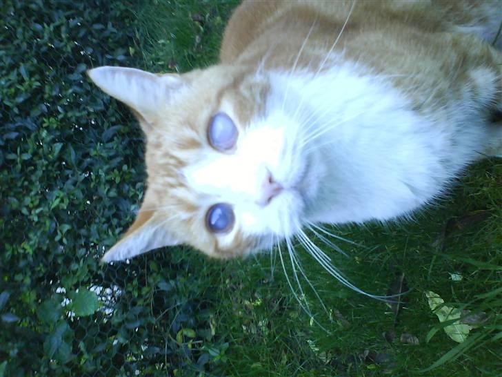 Huskat R.I.P  Orla - jeg er bare blind lad vær med at kigge på mig jeg kan ikk se dig hihi det passer billede 3