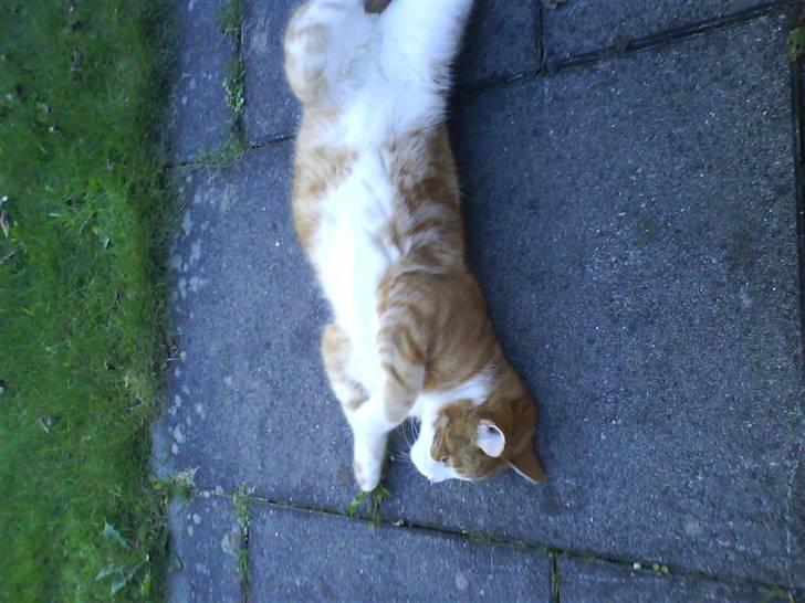 Huskat R.I.P  Orla - rulle rulle hehe sjovt billede 4