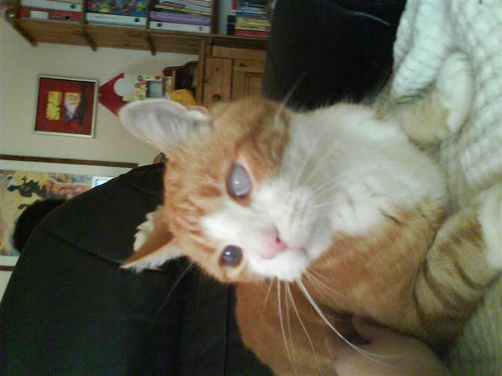 Huskat R.I.P  Orla - jeg er den sejeste haha billede 5