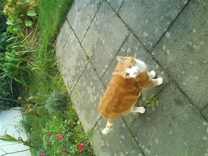 Huskat R.I.P  Orla - hvad kigger du på søde billede 6