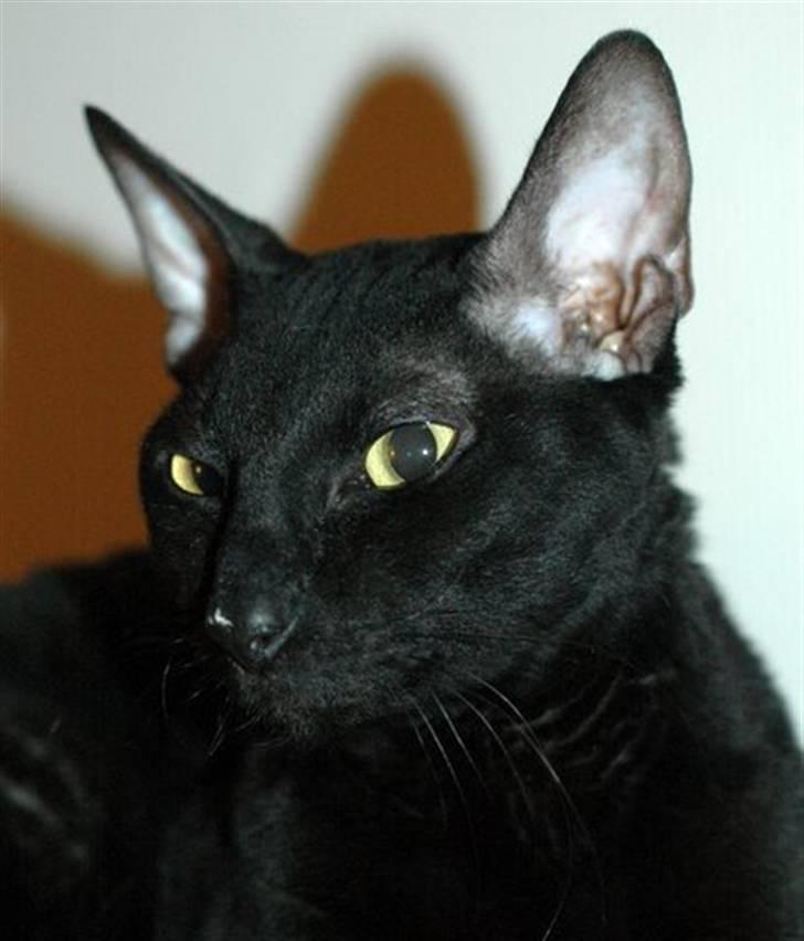 Cornish Rex Ebonny  billede 1