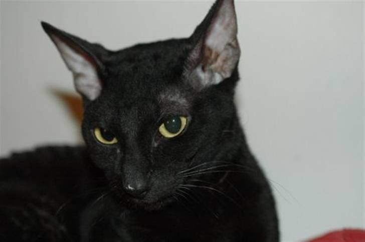 Cornish Rex Ebonny  billede 2