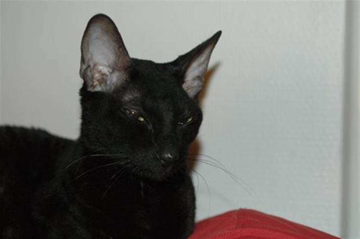 Cornish Rex Ebonny  billede 3