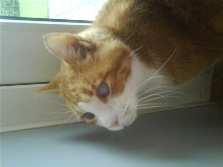 Huskat R.I.P  Orla - jeg vil ud jeg vil ud ej det må du ikke nu :D billede 7