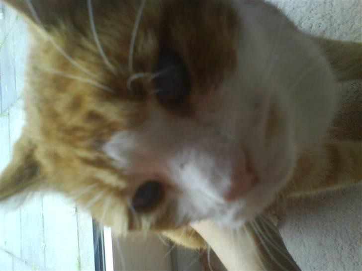 Huskat R.I.P  Orla - halloooooo hvad laver du sophie jeg laver ikk noget ;) billede 8