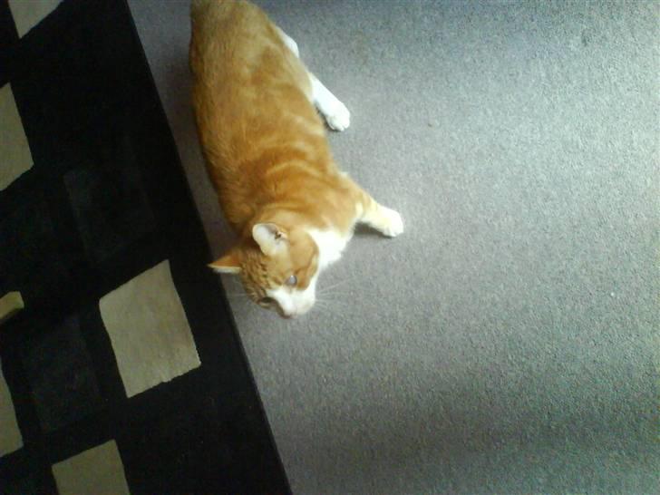 Huskat R.I.P  Orla - ud ud ud jeg vil ud nuuuuuuuuuu men det må du alså ikkeeeeeeeeeeee billede 9