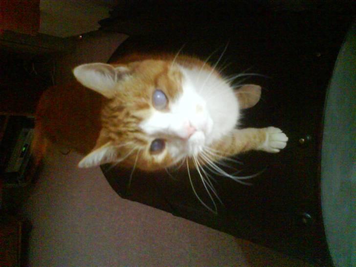 Huskat R.I.P  Orla - heej hvad laver duu :D billede 10