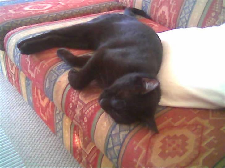 Huskat Albert *DØD* - så sover jeg igen.. billede 15