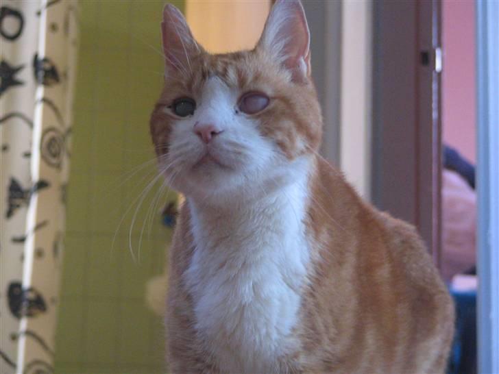 Huskat R.I.P  Orla - jeg spiller smart til min fødselds dag =D billede 11