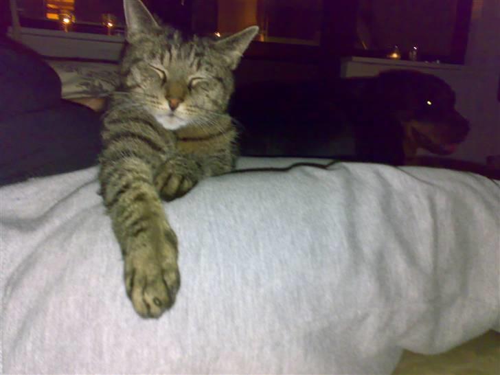 Huskat Magnus/Missen<3 - Missen chiller! billede 11