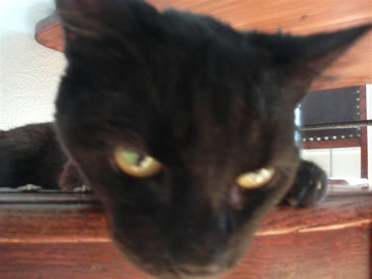 Huskat Millemus (død) - Millemus billede 1