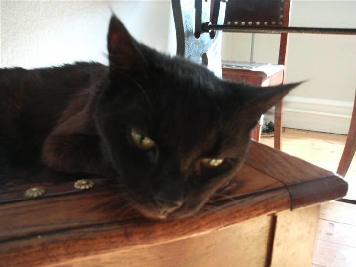 Huskat Millemus (død) billede 2