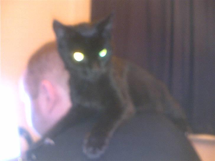 Huskat Millemus (død) - Millemus på Lasses skulder.. Hun elskede han fra første dag... billede 3