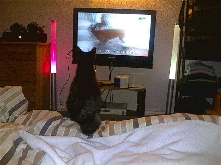 Huskat Millemus (død) - Millemus ser tv billede 4