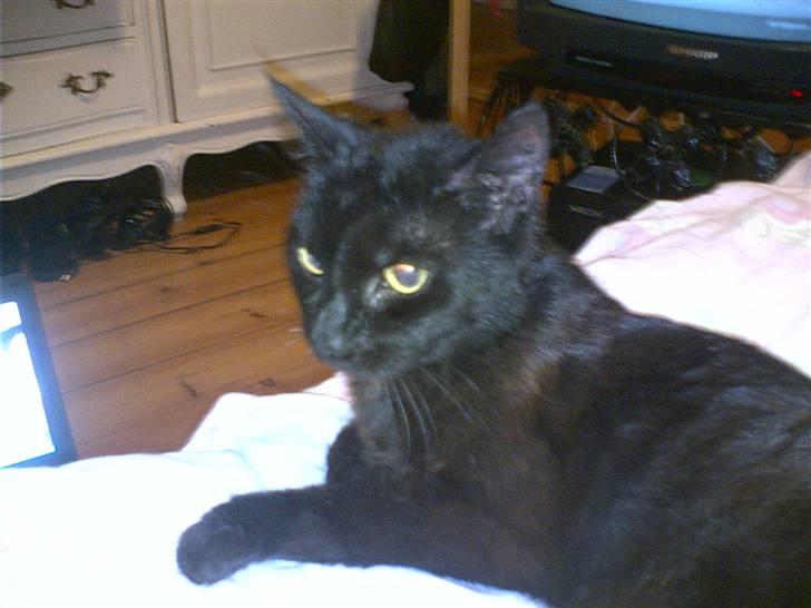 Huskat Millemus (død) billede 7