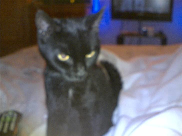 Huskat Millemus (død) billede 8