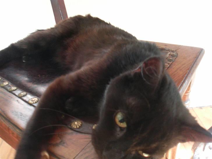 Huskat Millemus (død) billede 9