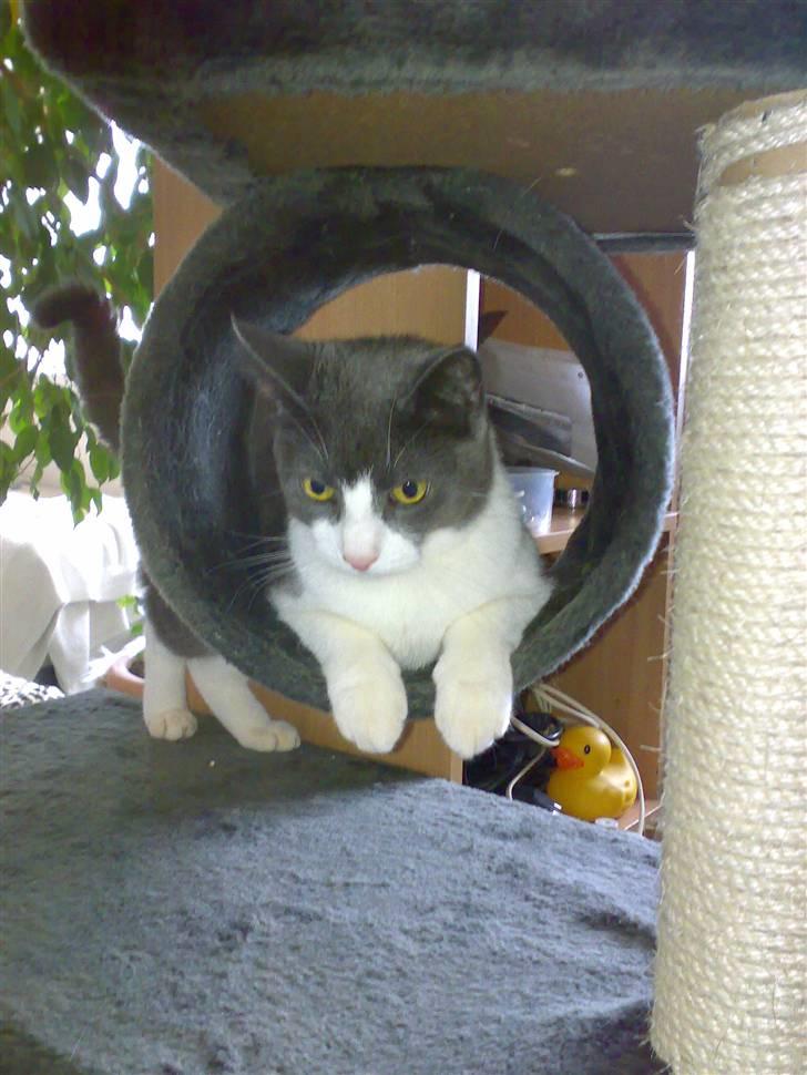 Blanding af racer Smylie.  billede 18