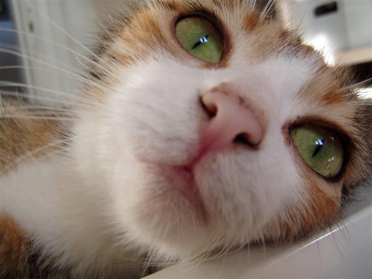 Huskat Pussi billede 11