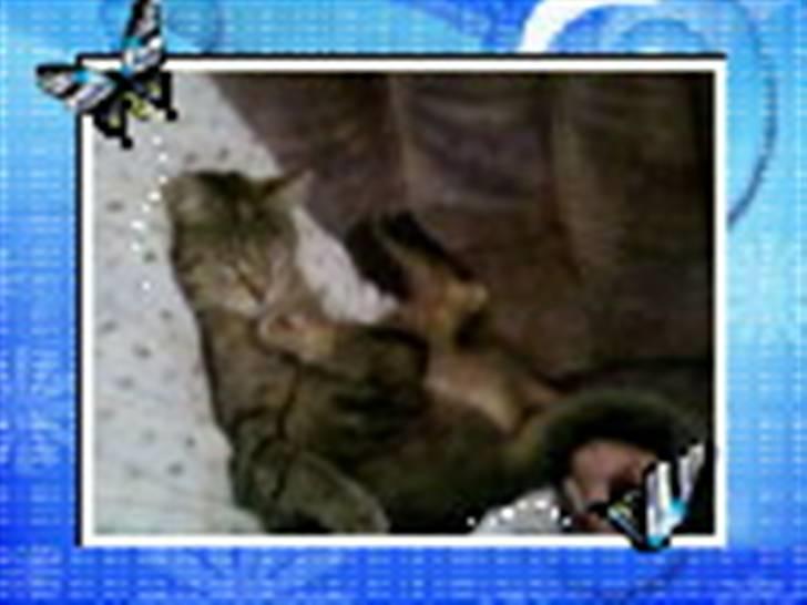 Huskat Kisser - hun ligger med benene lige op i luften ser hammer skægt ud billede 19