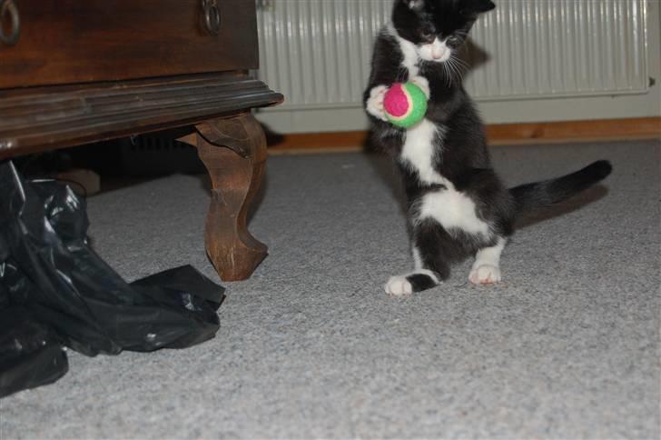 Huskat Mogens - jaaa, nyt legetøj til mig!! billede 9