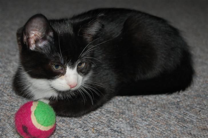 Huskat Mogens - shh, jeg "chiller" lige billede 10