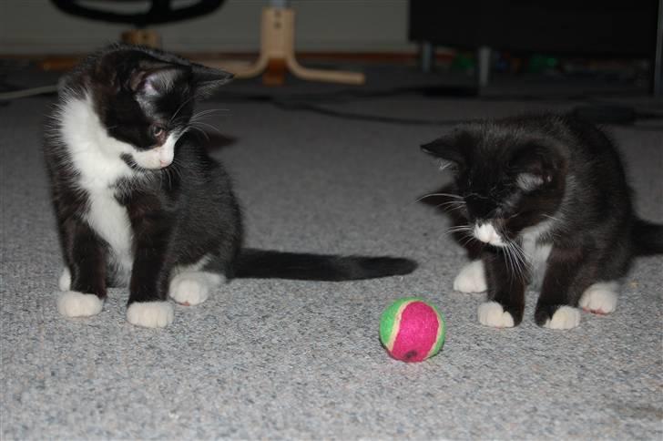 Huskat Mogens - mig og Lykketoft leger med min bold, han må kun låne den billede 11