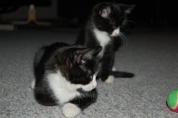 Huskat Mogens - mon den kan bevæge sig af sig selv?? billede 12