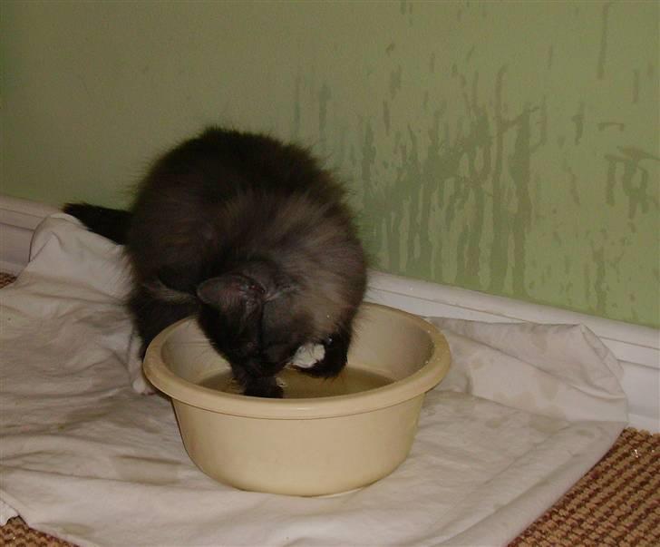 Norsk Skovkat Camissen's Conrad - 14/11 -07. Conrad leger med vand billede 11