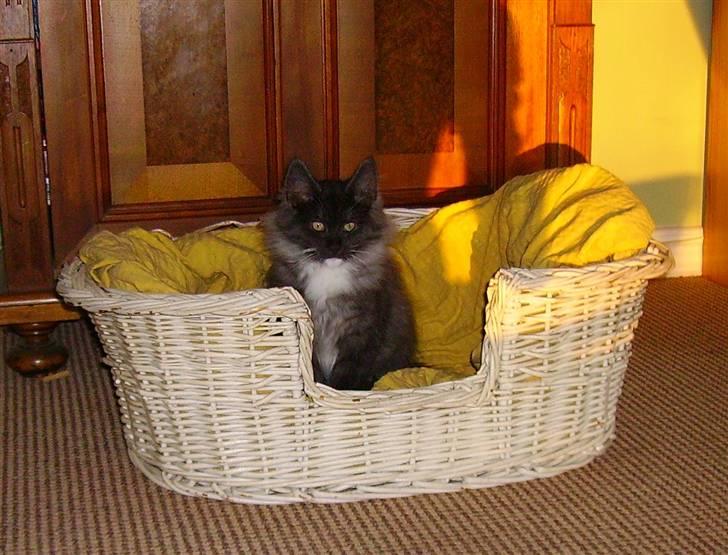 Norsk Skovkat Camissen's Conrad - 14/11 -07. billede 12