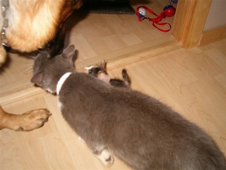 Blanding af racer Sweety - skønt når hunden hjælper til med de killinger  billede 20