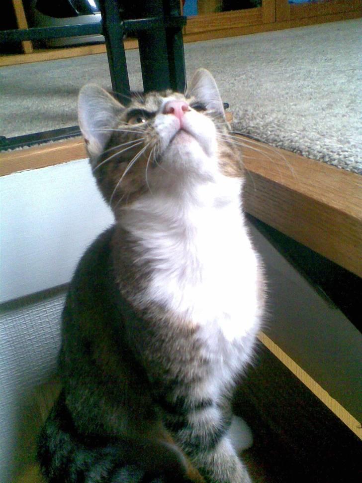 Huskat mis billede 1