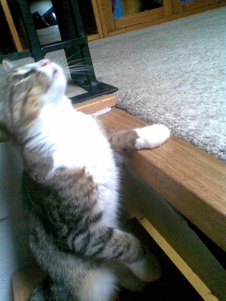 Huskat mis billede 2