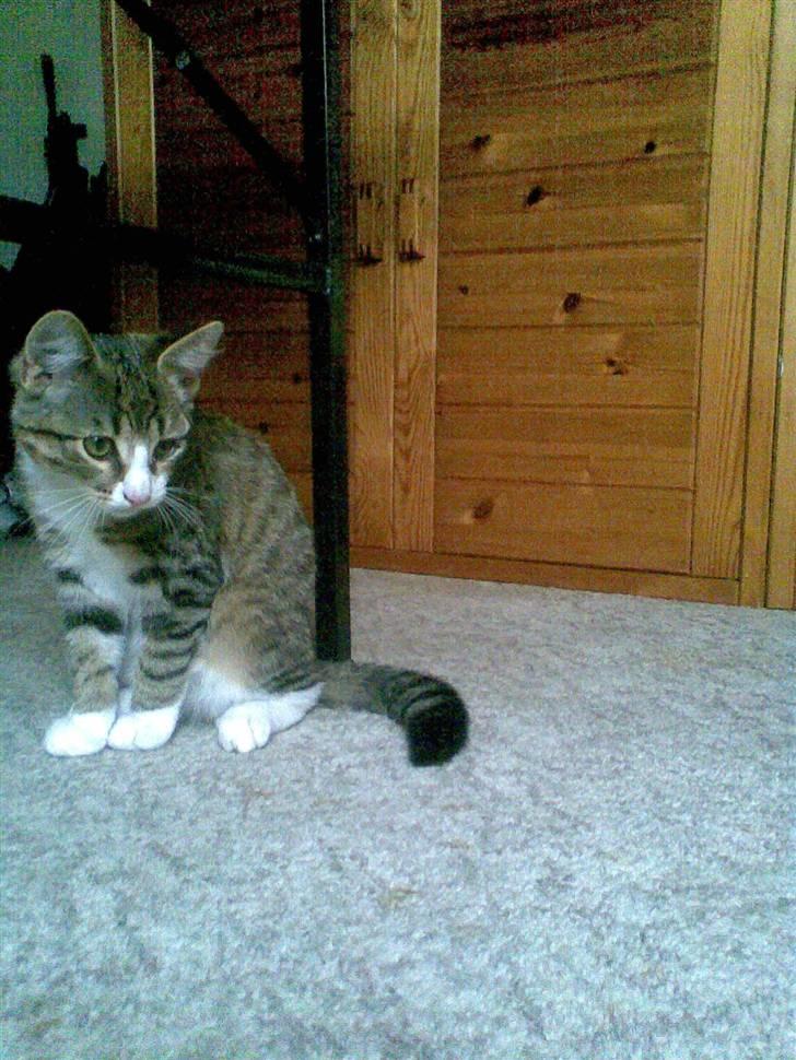 Huskat mis billede 3